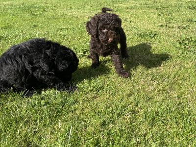Adorable Mini Poodle puppies 🐶