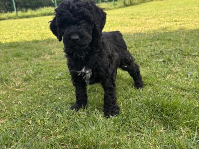 Adorable Mini Poodle puppies 🐶