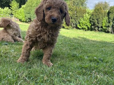 Adorable Mini Poodle puppies 🐶