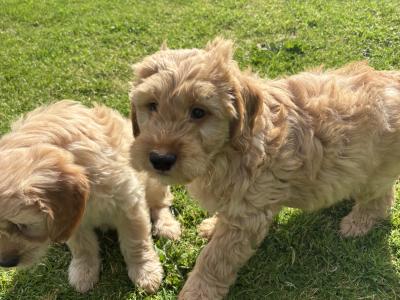 Beautiful Golden Doodle puppies ❤️