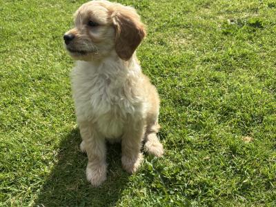 Beautiful Golden Doodle puppies ❤️