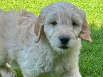 Beautiful Golden Doodle puppies ❤️