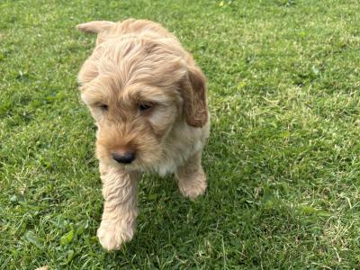 Beautiful Golden Doodle puppies ❤️