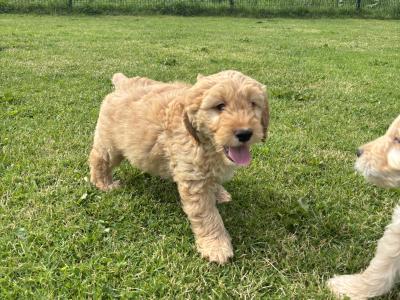 Beautiful Golden Doodle puppies ❤️