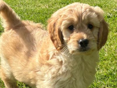Beautiful Golden Doodle puppies ❤️