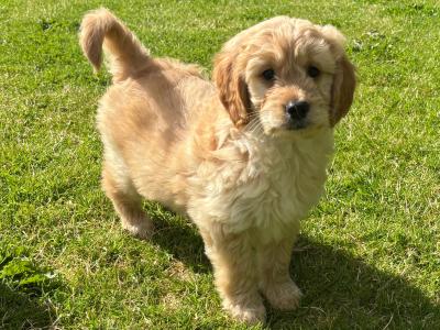Beautiful Goldendoodle puppies ❤️ in Carlow
