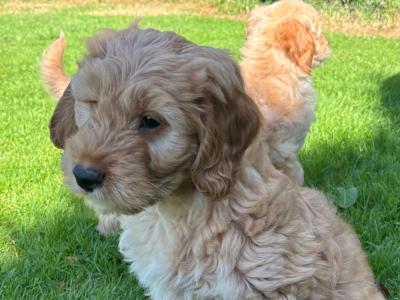 Beautiful Golden Doodle puppies ❤️
