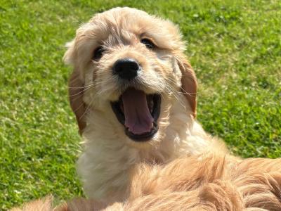Beautiful Golden Doodle puppies ❤️