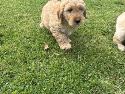 Beautiful Golden Doodle puppies ❤️
