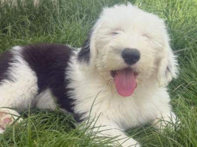 Old English Sheepdog puppies in Clare