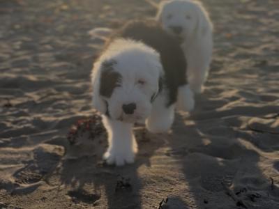 Old English Sheepdog puppies in Clare
