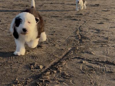 Old English Sheepdog puppies in Clare