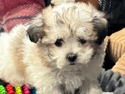 Female Maltese x pup in Westmeath