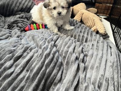 Female Maltese x pup in Westmeath