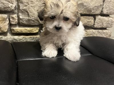 Female Maltese x pup in Westmeath