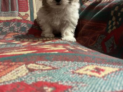 Female Maltese x pup in Westmeath