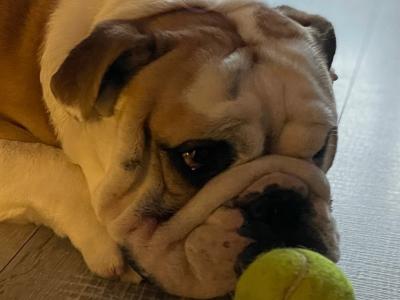 Bulldog for stud in Kildare