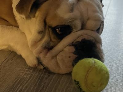 Bulldog - pick of the litter agreement