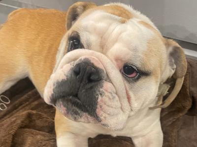 Bulldog for stud in Kildare