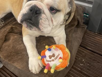 Bulldog - pick of the litter agreement