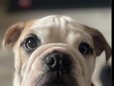 Bulldog - pick of the litter agreement