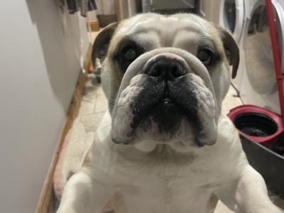 Bulldog - pick of the litter agreement