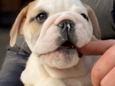 Bulldog - pick of the litter agreement