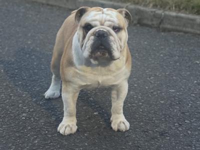 Bulldog - pick of the litter agreement