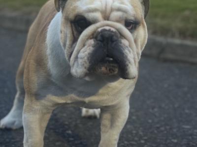 Bulldog - pick of the litter agreement