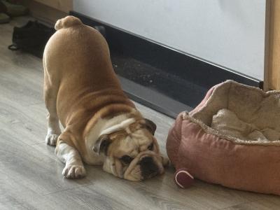 Bulldog - pick of the litter agreement