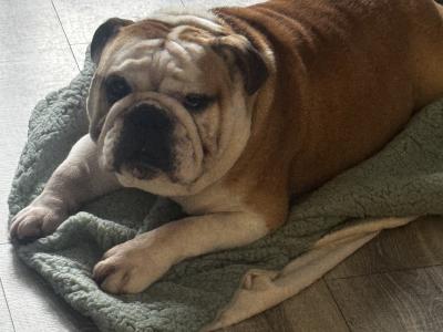 Bulldog - pick of the litter agreement