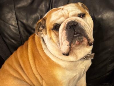 Bulldog for stud in Kildare