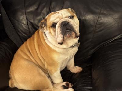 Bulldog - pick of the litter agreement