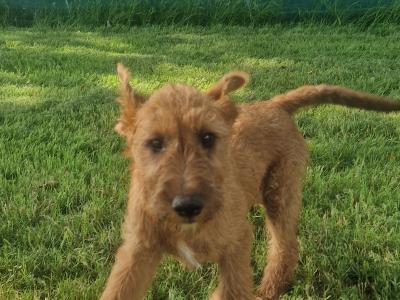 IKC Registered Irish Terrier puppies in Cork