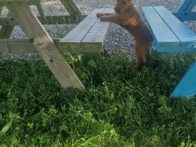 IKC Registered Irish Terrier puppies in Cork