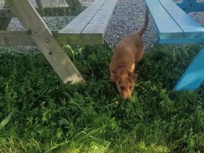 IKC Registered Irish Terrier puppies in Cork