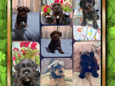 Miniature Schnauzer puppies for sale in Tipperary