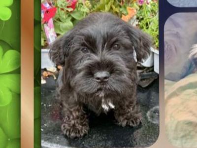 Miniature Schnauzer puppies for sale in Tipperary