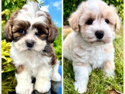 Stunning vet checked Malshi (Maltese Cross x Shih Tzu) puppies in Cavan