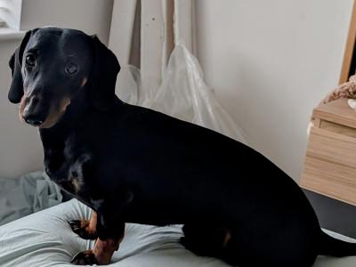 Well Looked after Dachshund , IKC Registered