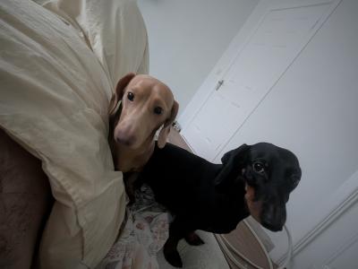 Well Looked after Dachshund , IKC Registered