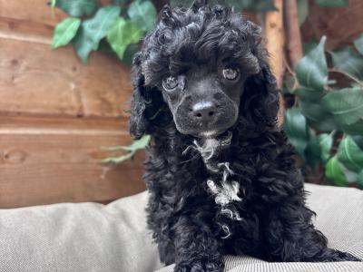 IKC Registered (pending) Toy Poodle puppies in Carlow