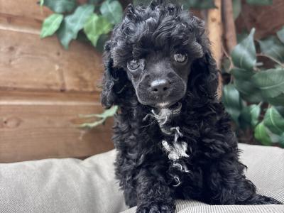 Toy Poodle’s IKC Registered