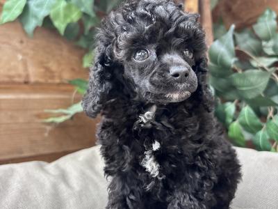 Toy Poodle’s IKC Registered
