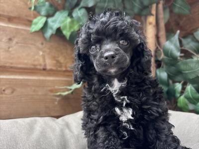 Toy Poodle’s IKC Registered