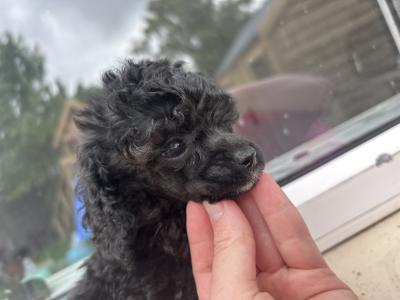 Toy Poodle’s IKC Registered