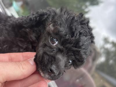Toy Poodle’s IKC Registered