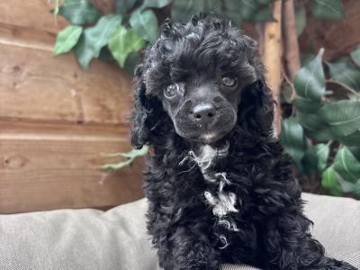 Toy Poodle’s IKC Registered