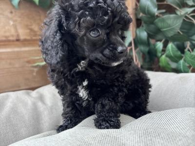 Toy Poodle’s IKC Registered