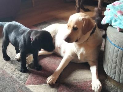 Beautiful Black Labrador puppies for sale in Mayo